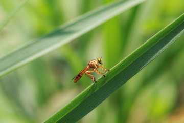 macro of a fly