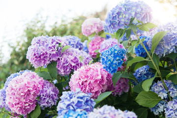 Hydrangea flowers garden. Pink, blue, lilac, violet, purple bushes blossom in spring and summer in...