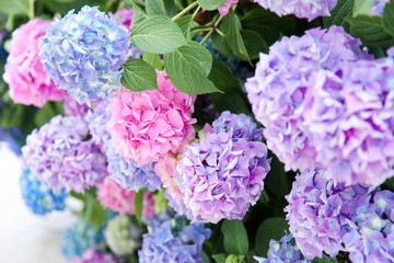 Hydrangea flowers in garden. Pink, blue, lilac, violet, purple bushes blossom in spring and summer in town street garden.