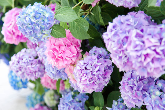 Hydrangea flowers in garden. Pink, blue, lilac, violet, purple bushes blossom in spring and summer in town street garden. © Marina April