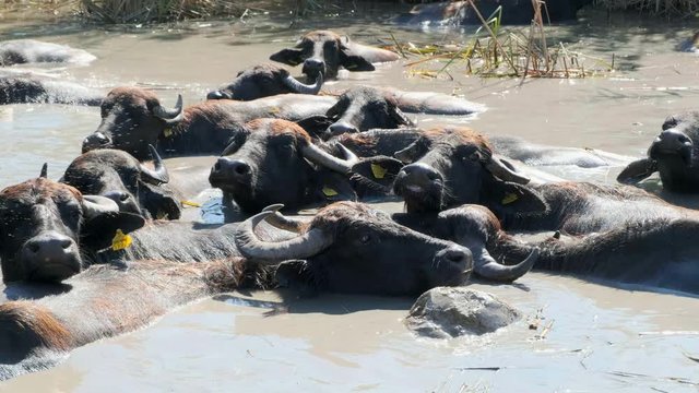 a herd of buffalos  having bath in river water of karaoglan village, bursa, turkey. Karaoglan village of Bursa is the place which has most buffalo population in Turkey