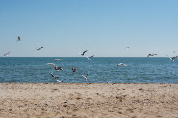 Seagulls / birds / silence / peace / tranquility / harmony / sea / sand / beach / ocean / animals / nature
