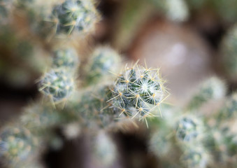 Cactus. Succulent plant.