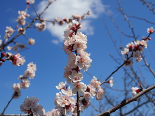 Sakura flowers blooming. Beautiful pink cherry blossom