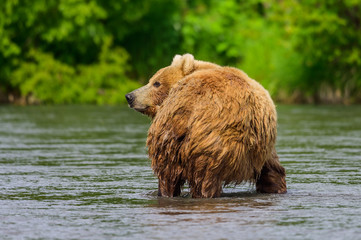 Ruling the landscape, brown bears of Kamchatka (Ursus arctos beringianus)