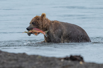 Fototapeta premium Ruling the landscape, brown bears of Kamchatka (Ursus arctos beringianus)