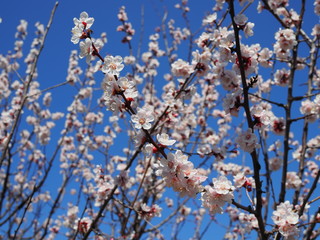 Sakura flowers blooming. Beautiful pink cherry blossom