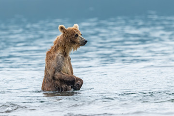 Ruling the landscape, brown bears of Kamchatka (Ursus arctos beringianus)