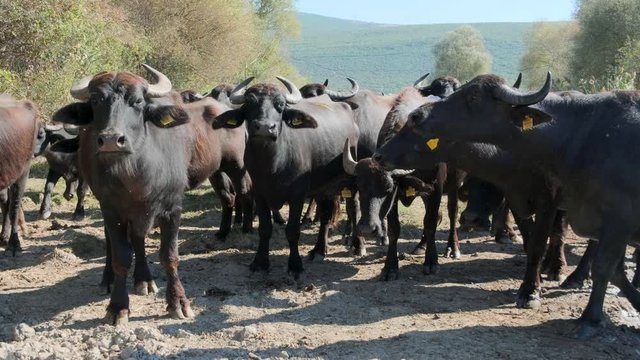 a herd of buffalos are standing and looking  to the camera at karaoglan village, bursa, turkey. Karaoglan village of Bursa is the place which has most buffalo population in Turkey