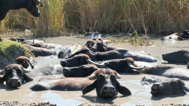 a herd of buffalos  having bath in river water of karaoglan village, bursa, turkey. Karaoglan village of Bursa is the place which has most buffalo population in Turkey