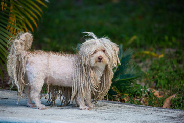 Dog with dreadlocks