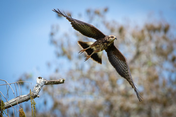 Fototapeta premium Bird of Prey in Flight