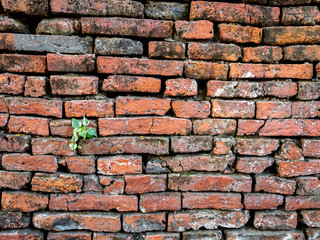 Tree on The Old Red Brick Walls