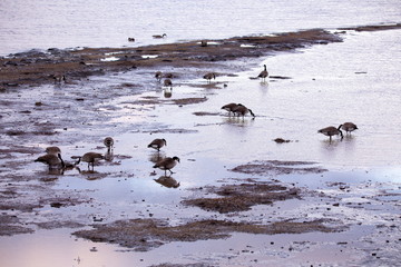 Canada geese wading and rooting for food in muddy St. Lawrence River bank in the early spring...