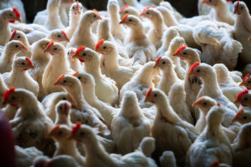 Group of healthy broiler chicken in poultry - obrazy, fototapety, plakaty