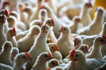 Group of healthy broiler chicken in poultry