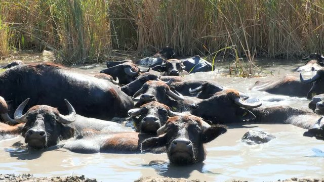 a herd of buffalos  having bath in river water of karaoglan village, bursa, turkey. Karaoglan village of Bursa is the place which has most buffalo population in Turkey