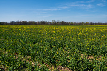 Fototapeta na wymiar Rapeseed field begins to bloom in early spring, czech 