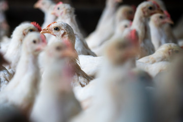 Group of healthy broiler chicken in poultry