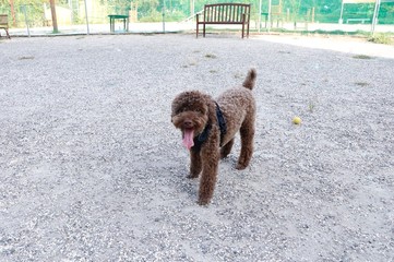 公園で遊ぶプードル
