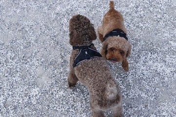 公園で遊ぶプードル