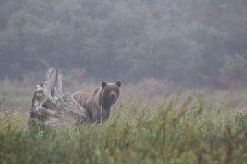 McNeil River Alaska Brown Bear