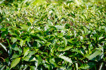 Obraz premium Tea plantation at the Cameron Highlands in Malaysia