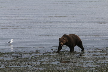 Fototapeta premium McNeil River Alaska Brown Bear