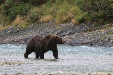 Obraz na płótnie Canvas McNeil River Alaska Brown Bear