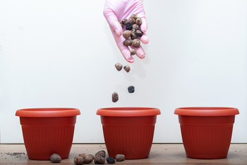 gloved hand layers expanded clay aggregate drainage in pots for transplanting houseplants