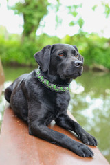 Schwarzer Labrador liegt am Fluss