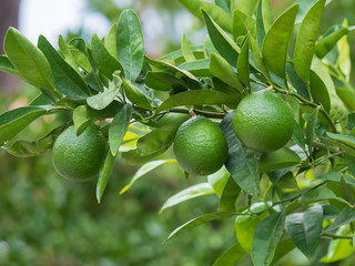 Unripe green lemon fruits on a tree.