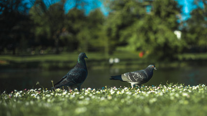 Beautiful pigeon close-up. Gray dove in town. Pigeon standing beside the water source.
