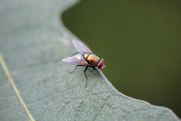 A golden fly standing on a figs leaf