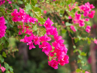 Bougainvillea in bloom. Colorful flowering tropical trees.