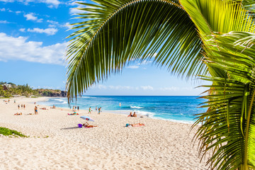 palm tree on the beach of Boucan Canot, Reunion island 