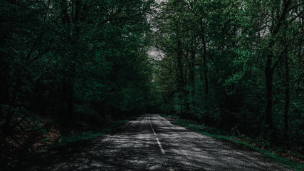 Fototapeta premium Beautiful pigeon close-up. Gray dove in town. Pigeon standing beside the water source.