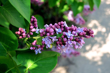 Purple lilac flowers bloom in the spring in the garden. Beautiful branch of lilac with green leaves in a plan. Flowering in may and april