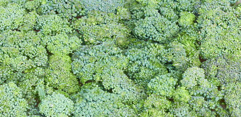 Broccoli green plant vegetable textured background, summer backdrop texture for your design, closeup, copy space, macro, organic healthy vegan food concept