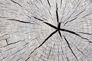 Texture of rough surface felled tree cracked weathered with annual rings. Concept of long life longevity aging. A background with copy space of gray stump wood.
