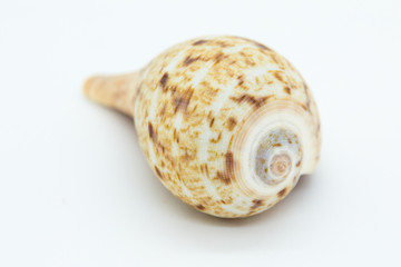 seashell isolated on white background