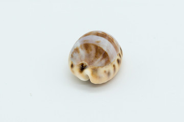 Cowrie shell end-to-end on white background