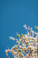 Blühende Bäume im Frühling bei klarem und blauen Himmel - 345108624