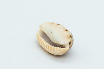 Cowrie shell upside down on white background