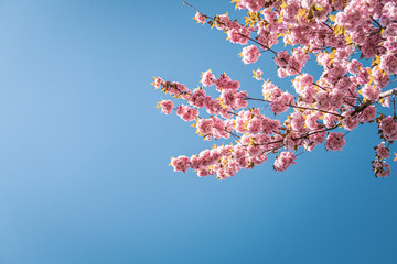 Blühende Bäume im Frühling bei klarem und blauen Himmel - 345108641