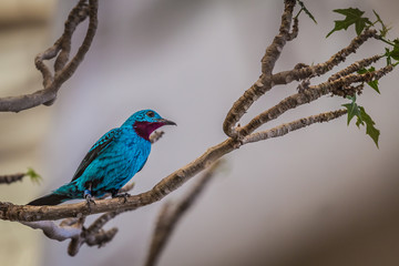 Spangled cotinga (Cotinga cayana)
