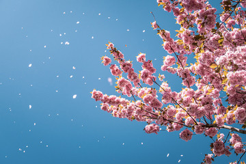 Blühende Bäume im Frühling bei klarem und blauen Himmel - 345108679