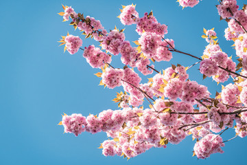 Blühende Bäume im Frühling bei klarem und blauen Himmel - 345108688