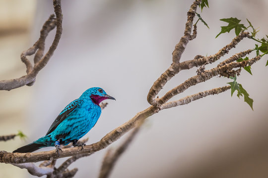 Spangled cotinga (Cotinga cayana)