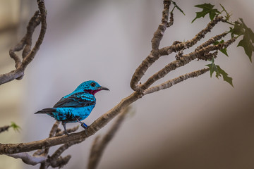 Spangled cotinga (Cotinga cayana)